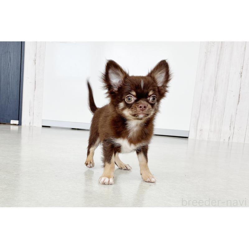 販売中の京都府のチワワ(ロングコート)-402494の3枚目