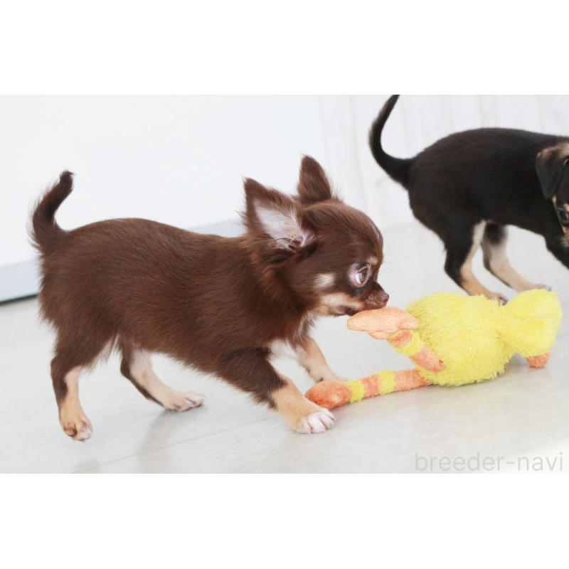 販売中の京都府のチワワ(ロングコート)-402494の2枚目