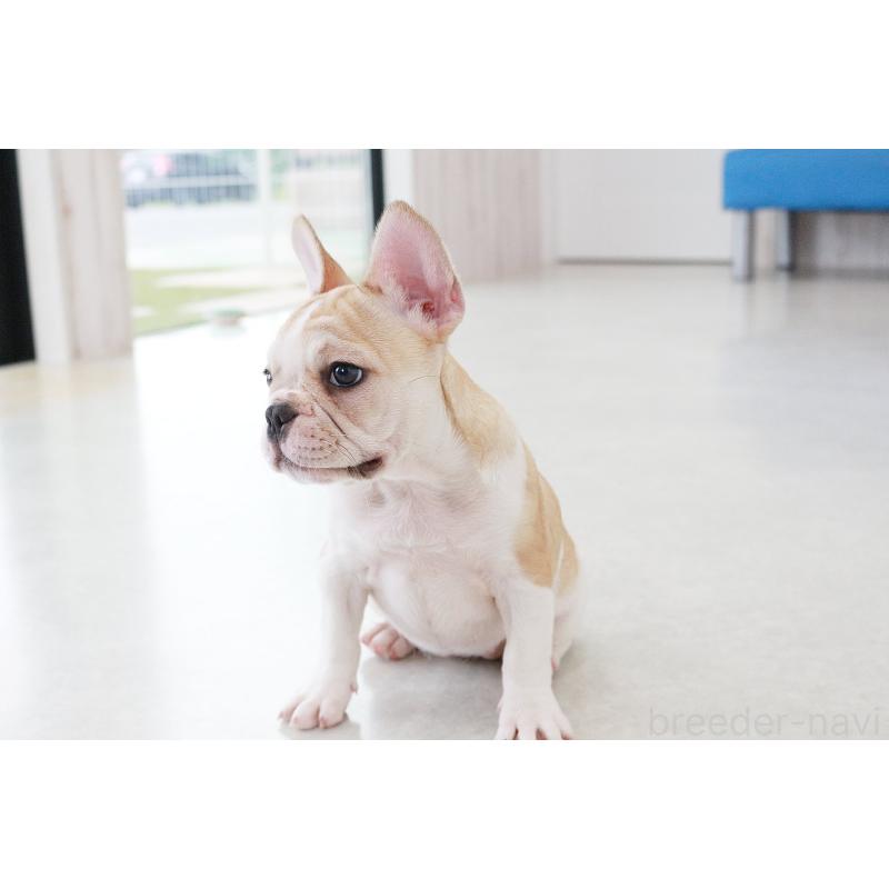 販売中の京都府のフレンチブルドッグ-405023の12枚目