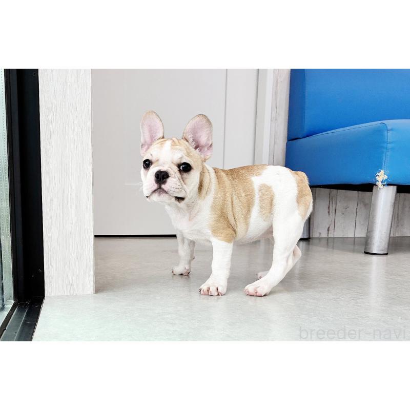 販売中の京都府のフレンチブルドッグ-405023の11枚目
