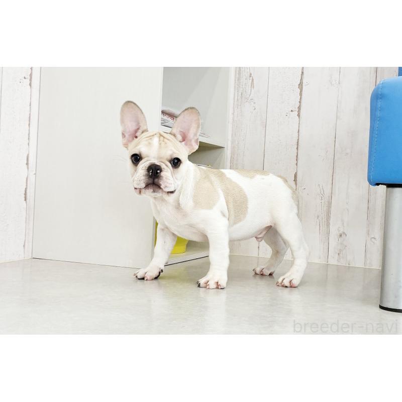 販売中の京都府のフレンチブルドッグ-405025の15枚目