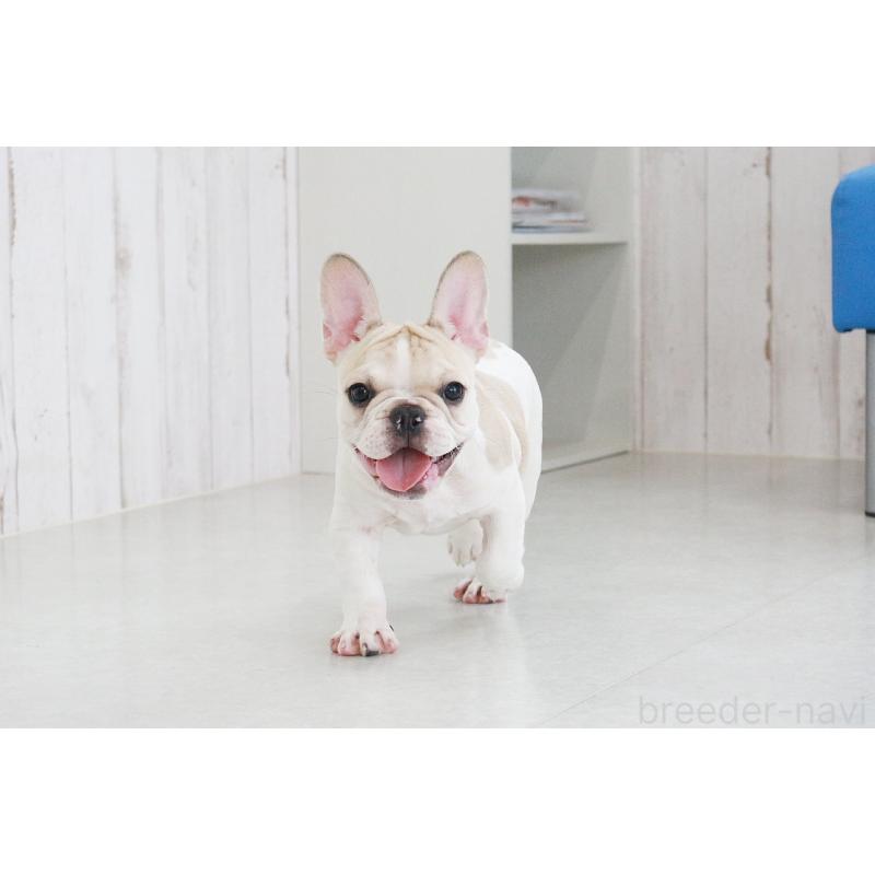 販売中の京都府のフレンチブルドッグ-405025の14枚目
