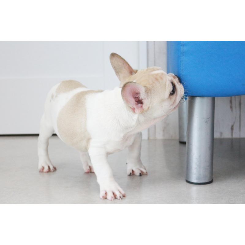 販売中の京都府のフレンチブルドッグ-405025の13枚目