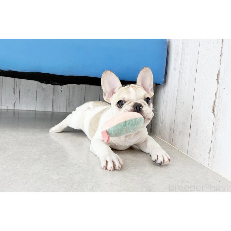 販売中の京都府のフレンチブルドッグ-405025の12枚目