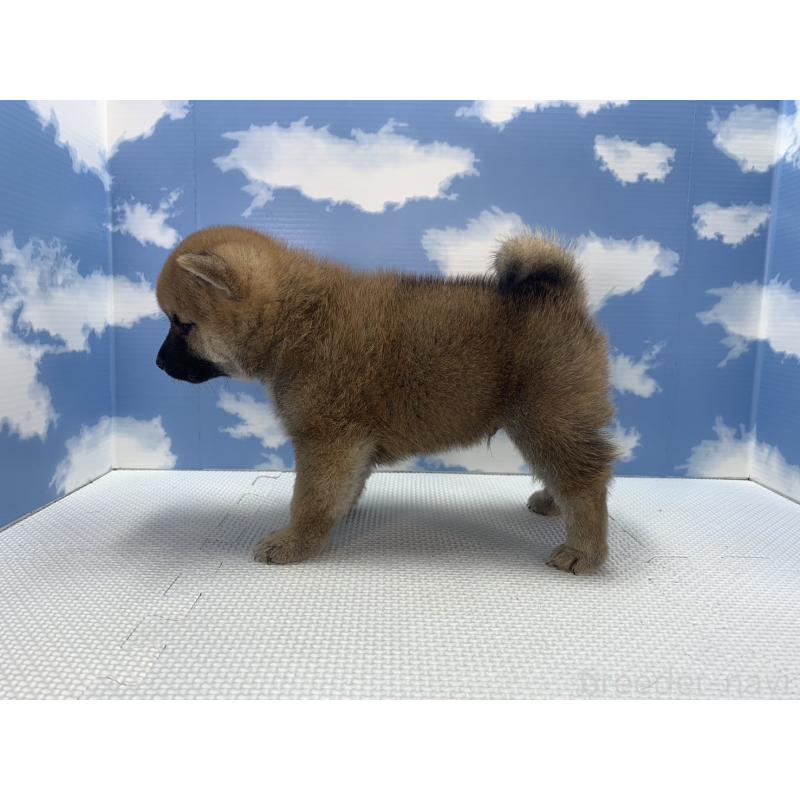 販売中の愛知県の柴犬-417463の4枚目
