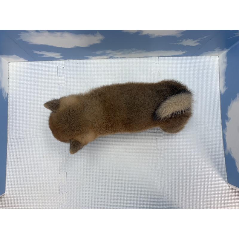 販売中の愛知県の柴犬-417463の3枚目
