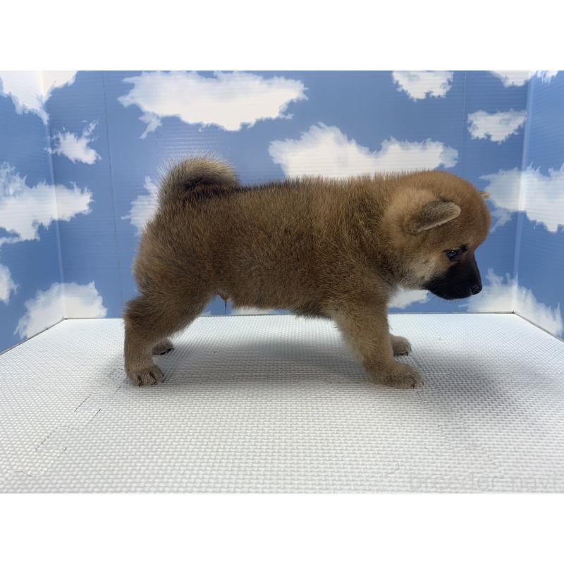 販売中の愛知県の柴犬-417463の2枚目