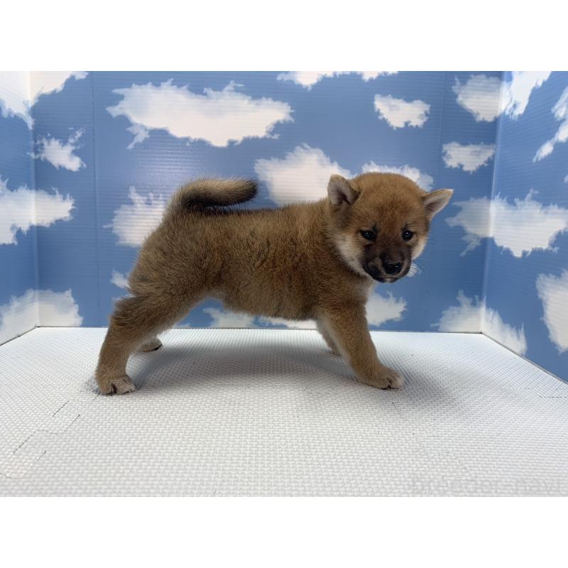 販売中の愛知県の柴犬-417464の2枚目