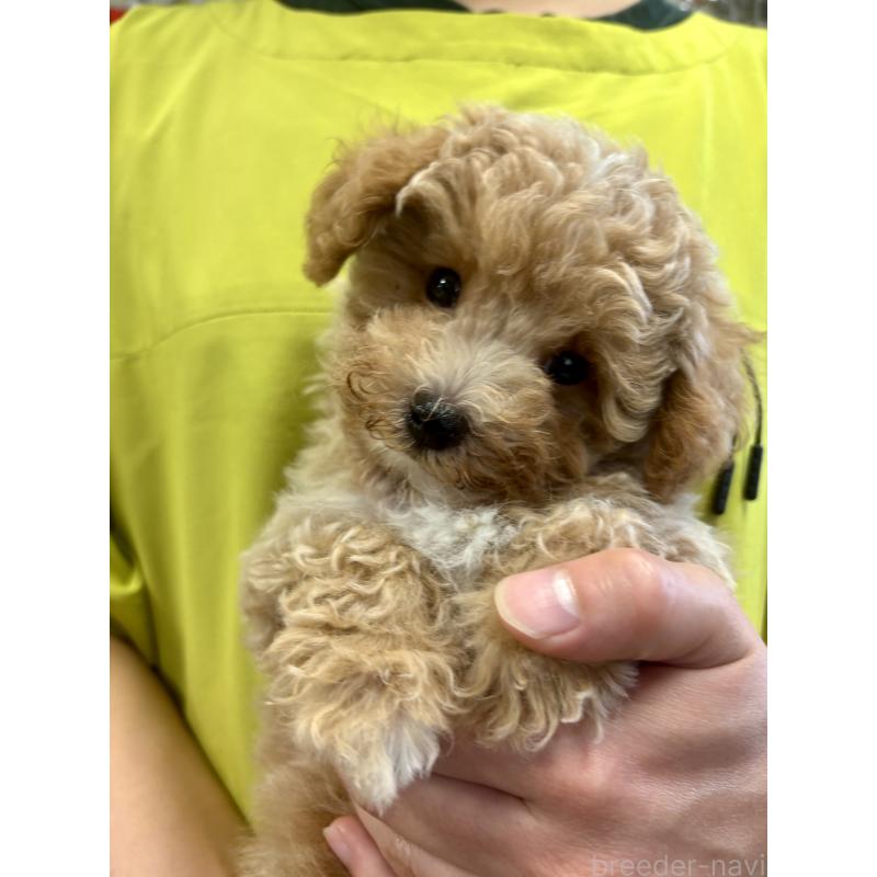 成約済の福岡県のマルプー:マルチーズ×トイプードル-415916の4枚目