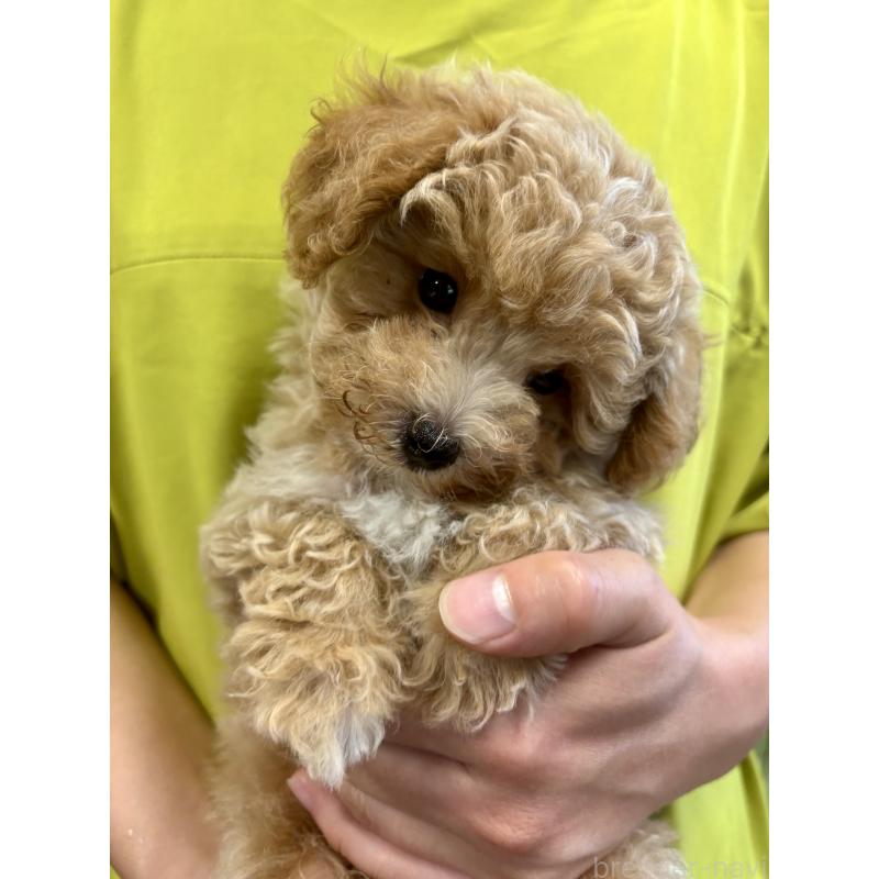 成約済の福岡県のマルプー:マルチーズ×トイプードル-415916の3枚目