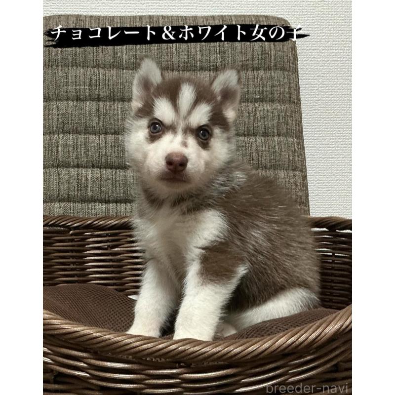 成約済の神奈川県のシベリアンハスキー-414603の9枚目