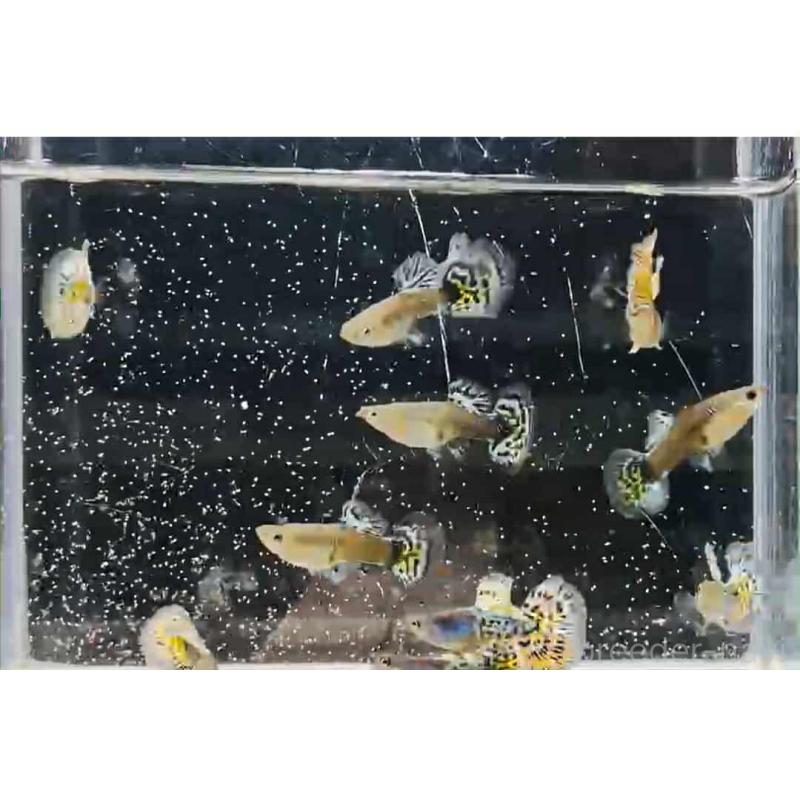 販売中の奈良県のフレンチブルドッグ-415701の5枚目