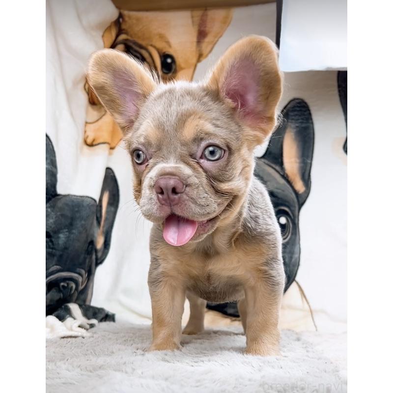 販売中の奈良県のフレンチブルドッグ-415701の4枚目