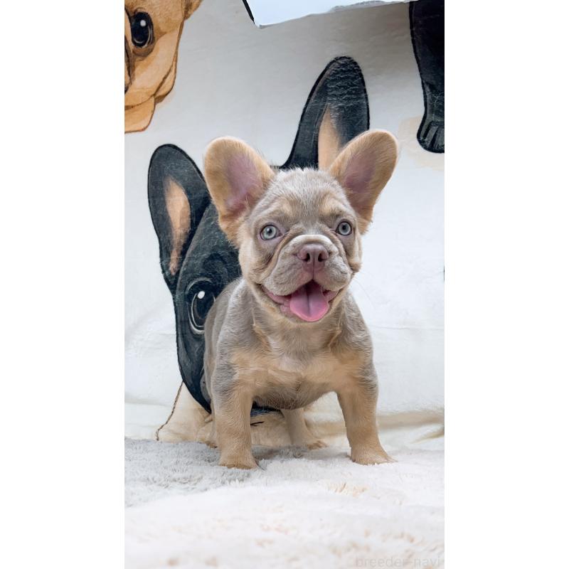 販売中の奈良県のフレンチブルドッグ-415701の3枚目
