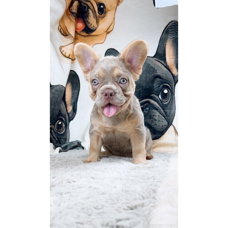 販売中の奈良県のフレンチブルドッグ-415701の2枚目