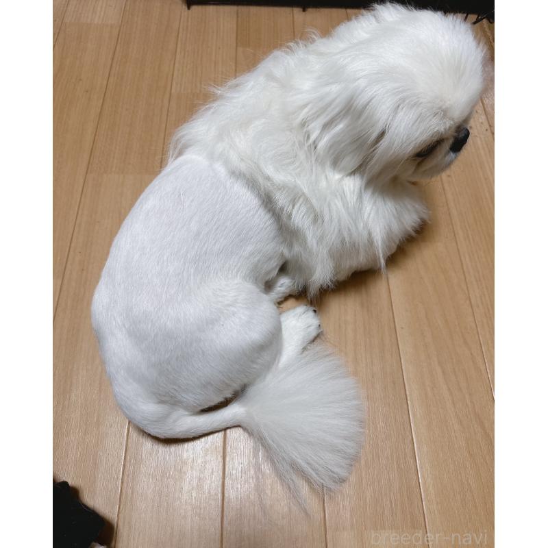 キンくん1枚目