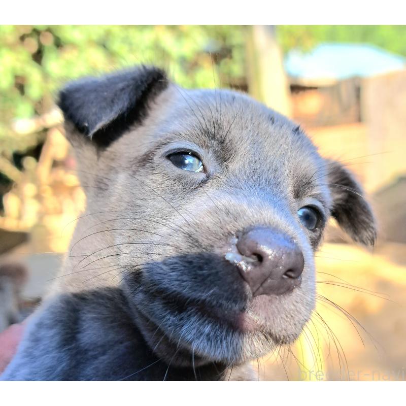 販売中の千葉県のミックス犬-416291の24枚目