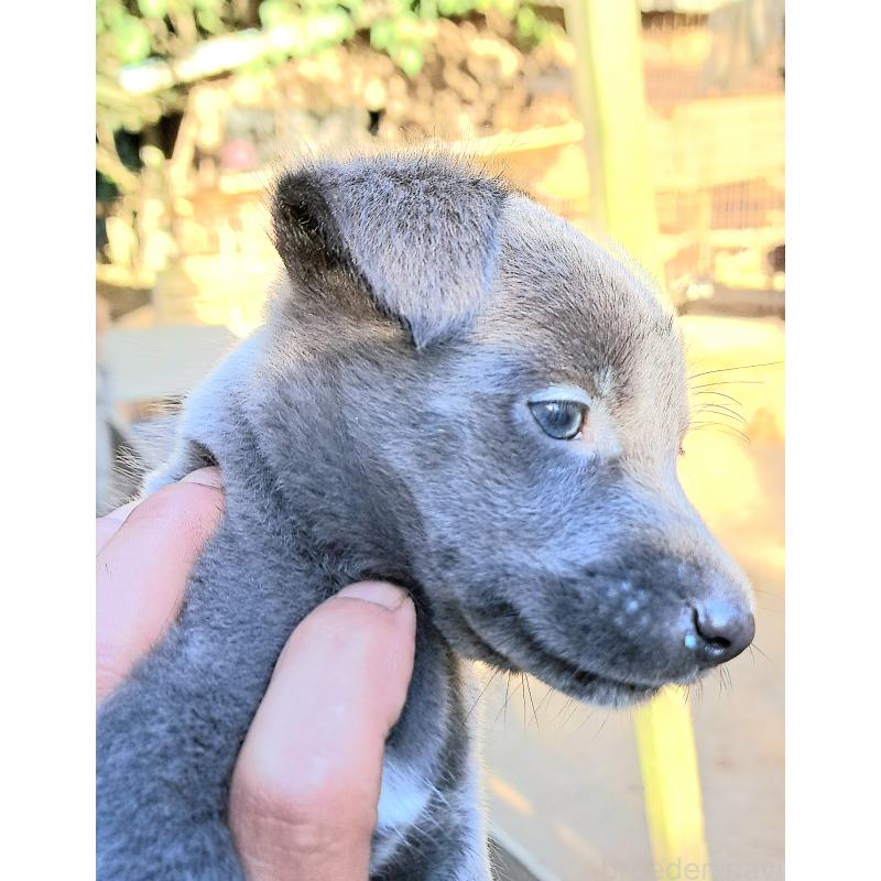 販売中の千葉県のミックス犬-416291の23枚目