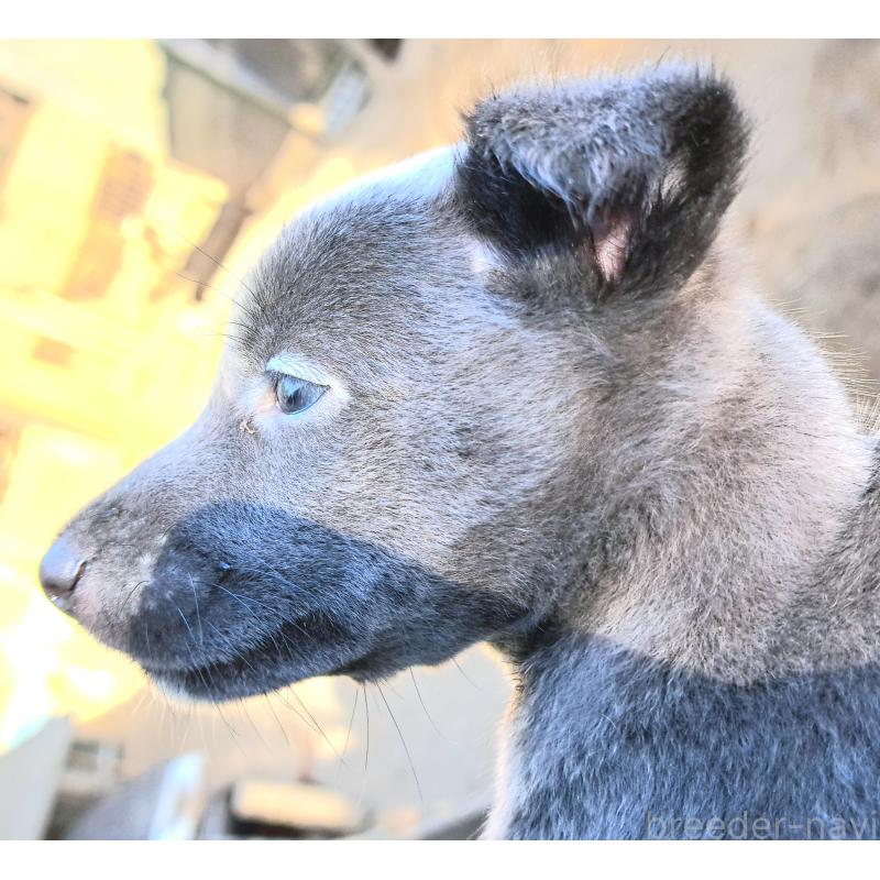 販売中の千葉県のミックス犬-416291の22枚目