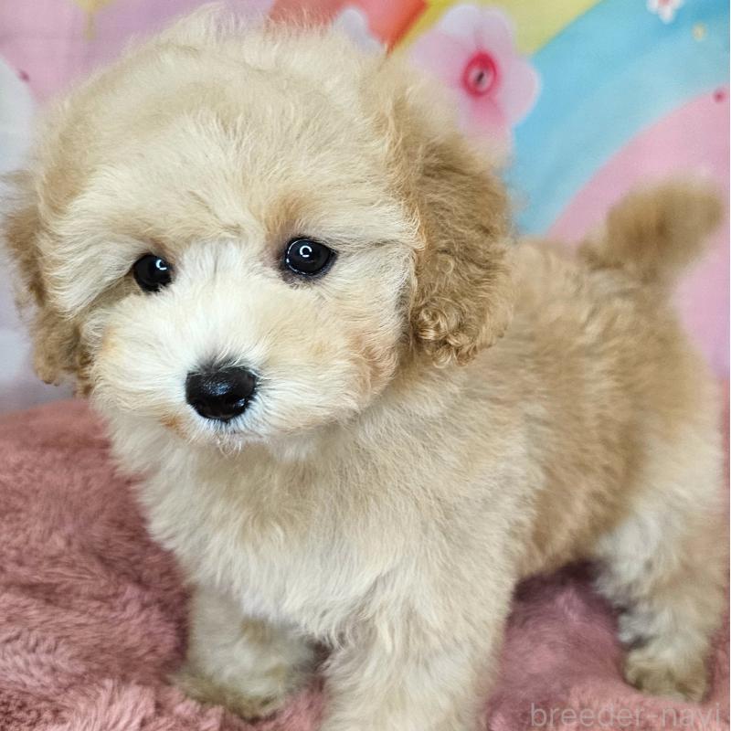 商談中の愛知県のミックス犬-403026の3枚目