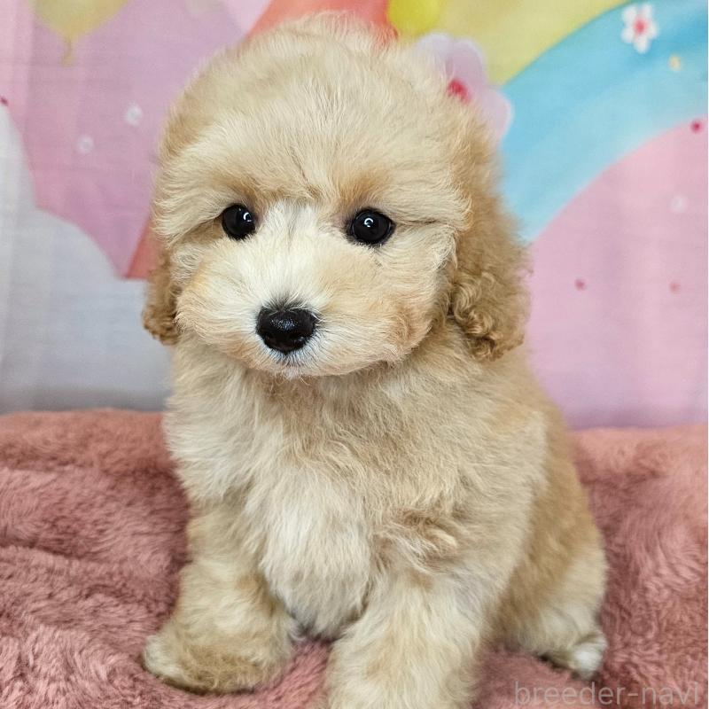 商談中の愛知県のミックス犬-403026の2枚目