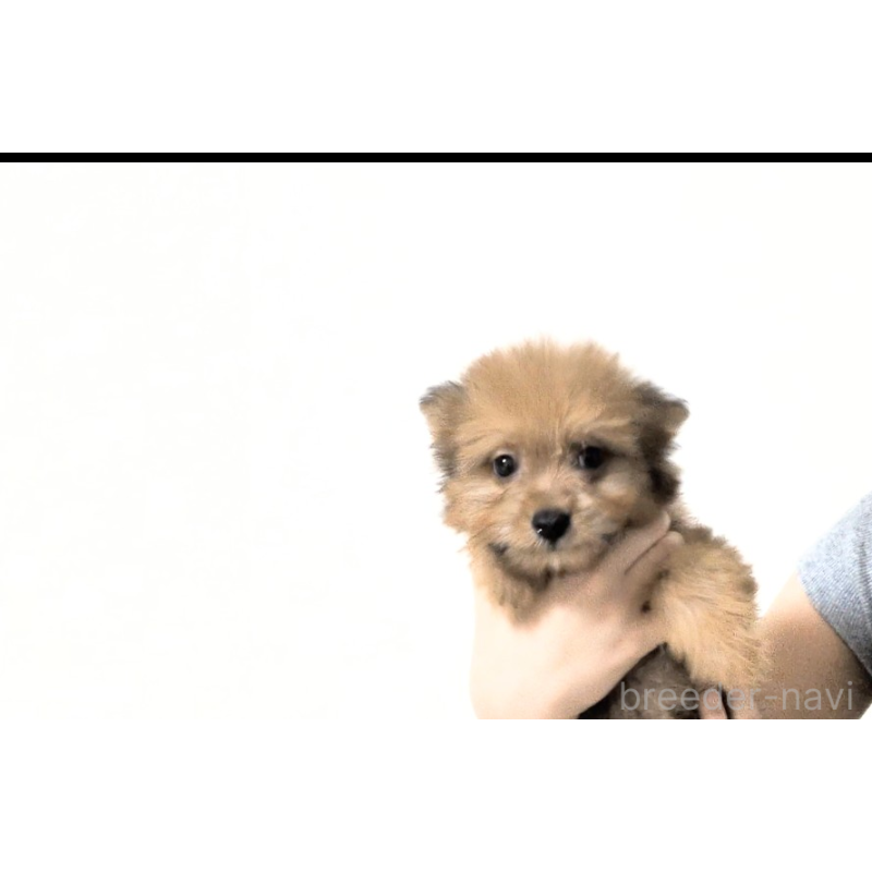 販売中の茨城県のミックス犬-417713の2枚目