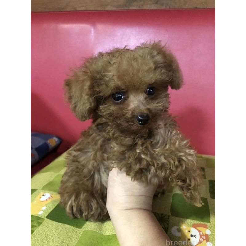 販売中の兵庫県のトイプードル-413437