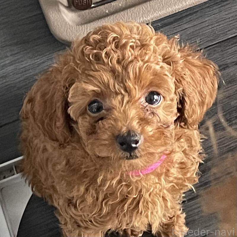 成約済の愛知県のタイニープードル-413243の8枚目