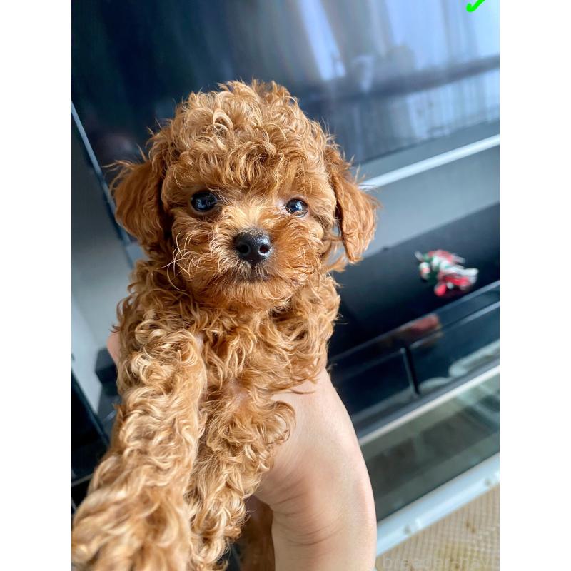 成約済の愛知県のティーカッププードル-413242の8枚目