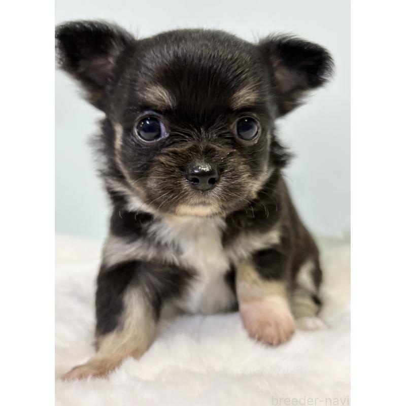 成約済の千葉県のチワワ(ロングコート)-416489の6枚目