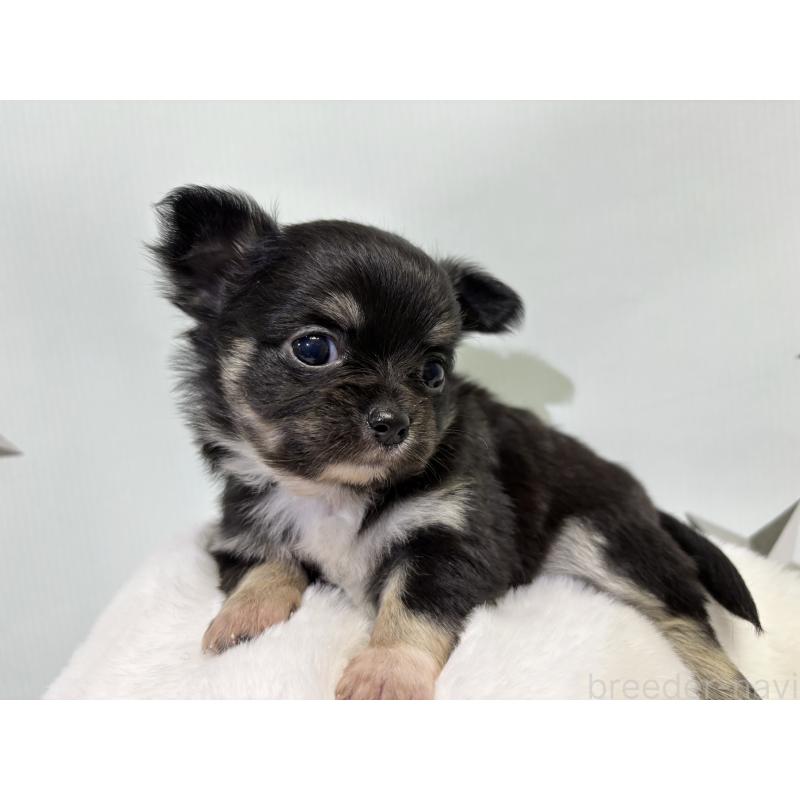 成約済の千葉県のチワワ(ロングコート)-416489の5枚目