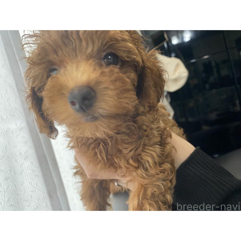 販売中の愛知県のタイニープードル-413241の9枚目