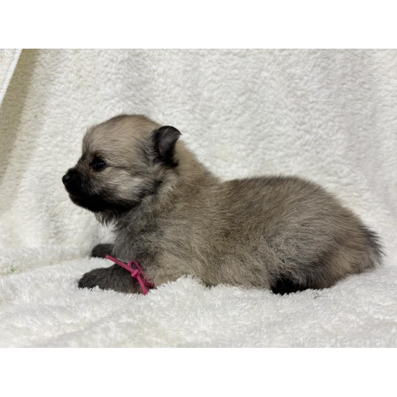 成約済の千葉県のポメラニアン-416622の26枚目