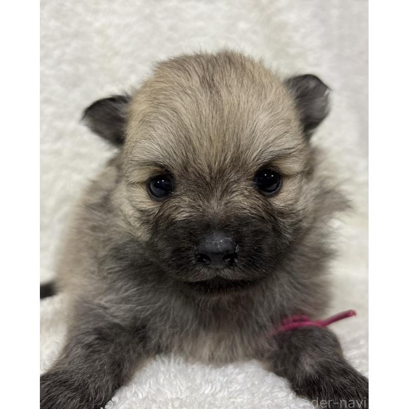 成約済の千葉県のポメラニアン-416622の25枚目