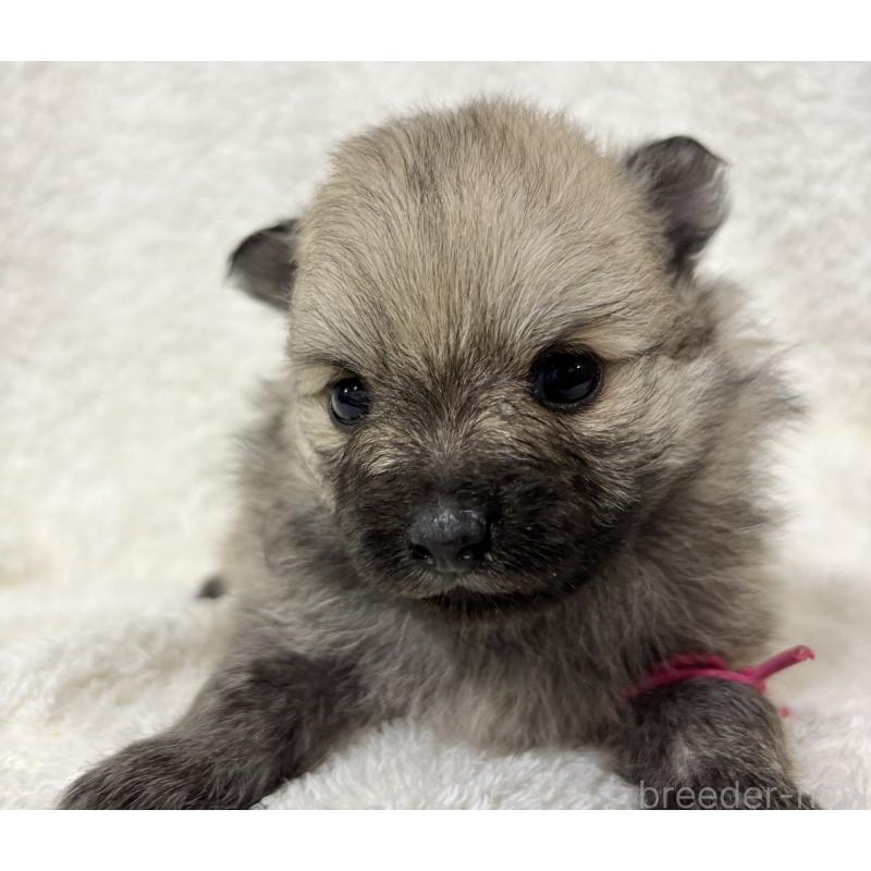 成約済の千葉県のポメラニアン-416622の24枚目