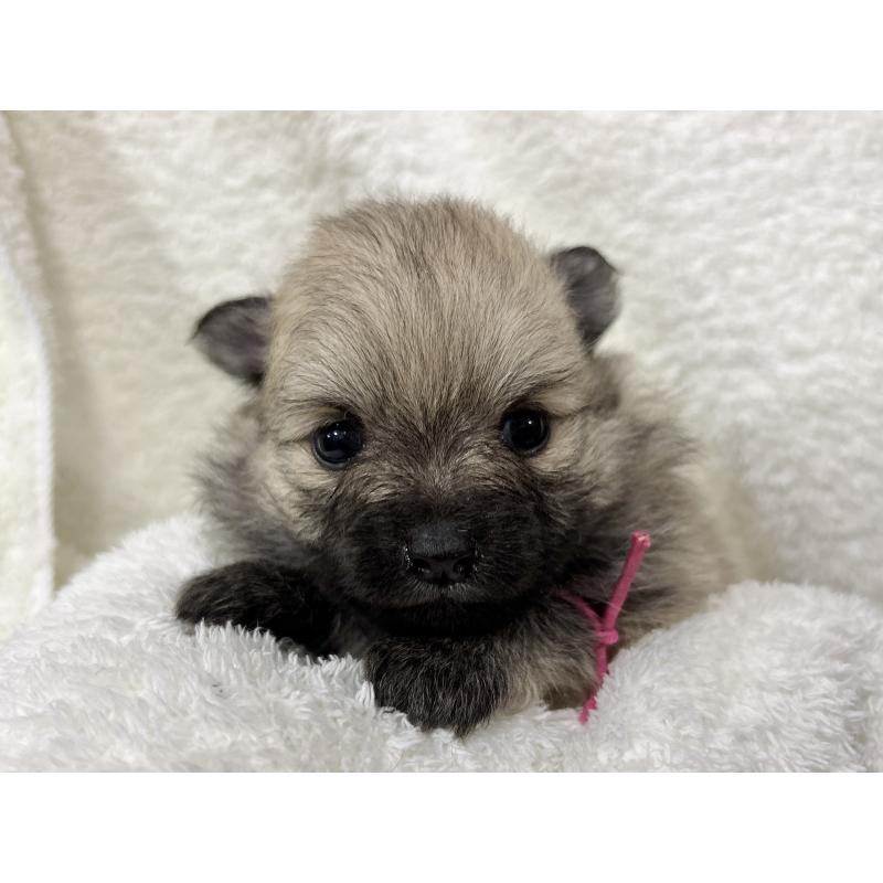 成約済の千葉県のポメラニアン-416622の23枚目