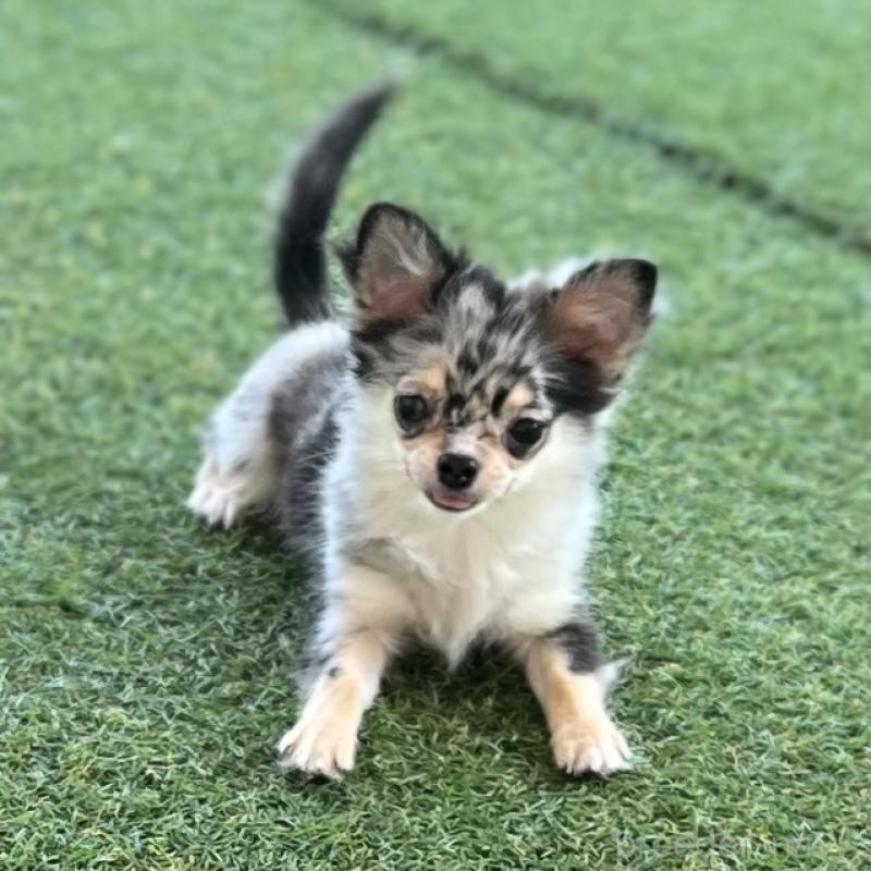 成約済の石川県のチワワ(ロングコート)-397700の2枚目