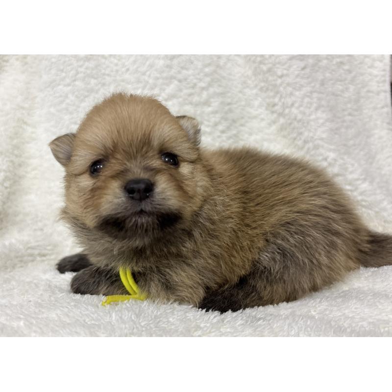 成約済の千葉県のポメラニアン-416623の23枚目