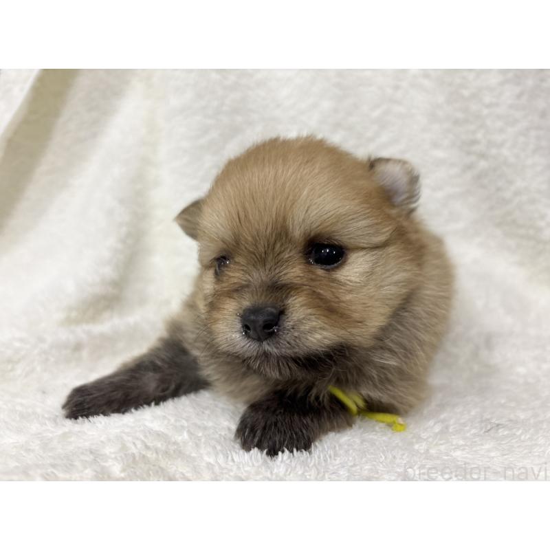 成約済の千葉県のポメラニアン-416623の22枚目