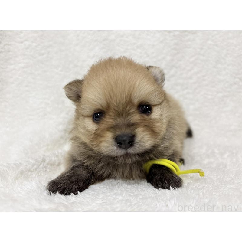 成約済の千葉県のポメラニアン-416623の21枚目