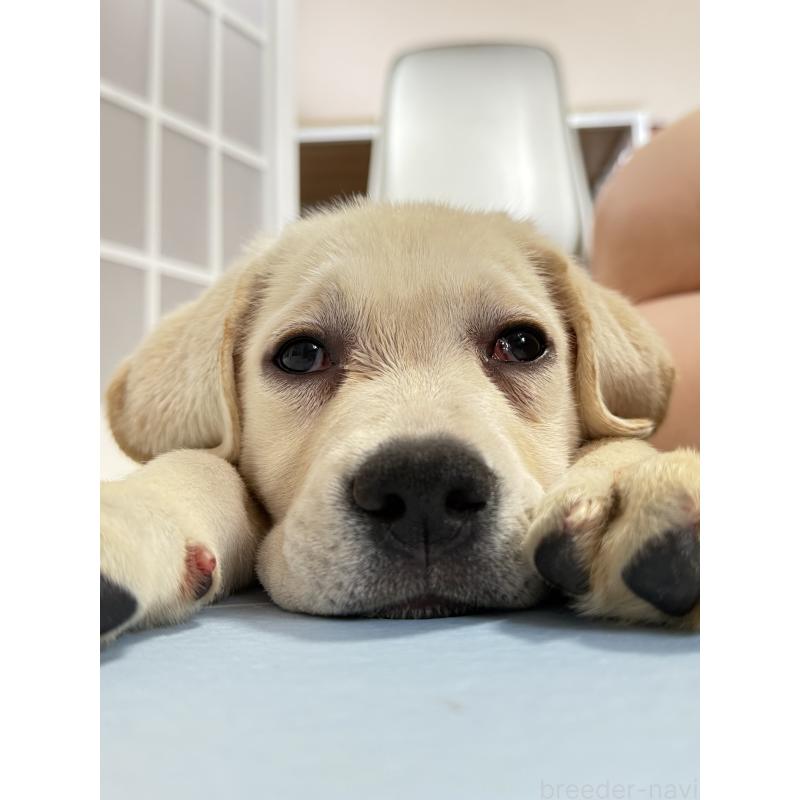 販売中の徳島県のラブラドールレトリーバー-403010の6枚目