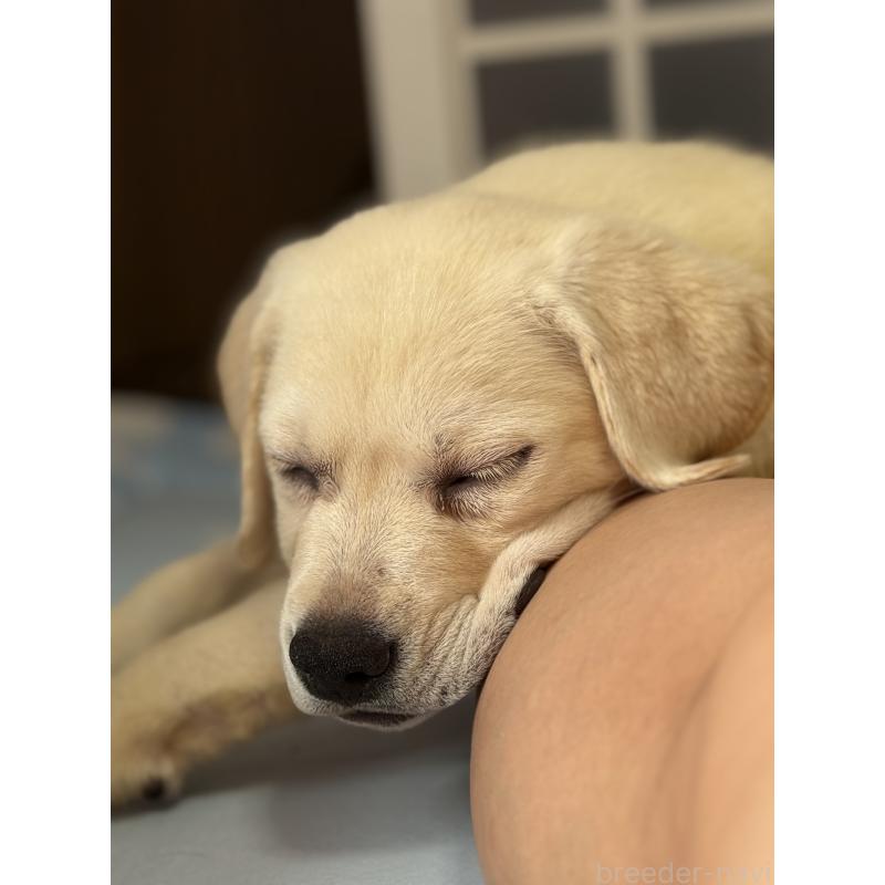 販売中の徳島県のラブラドールレトリーバー-403010の5枚目