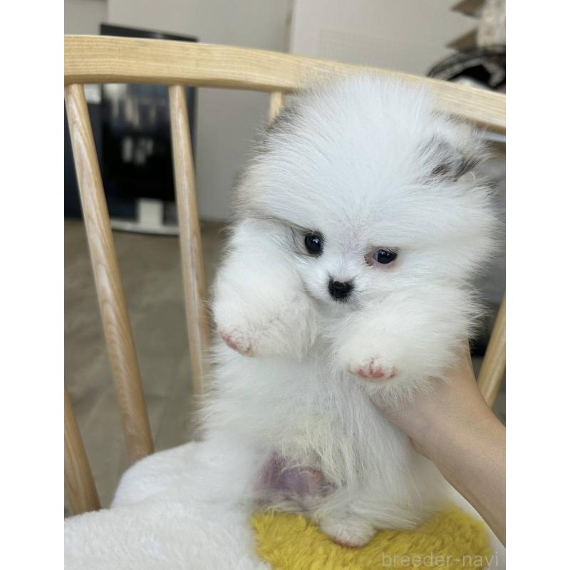販売中の北海道のポメラニアン-417737の3枚目