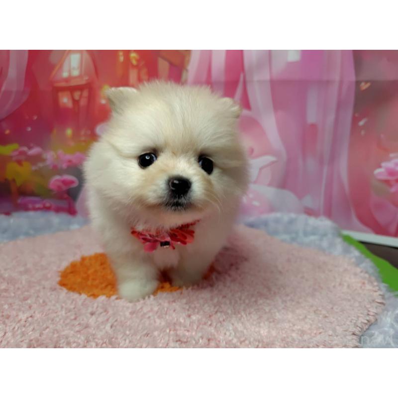 販売中の神奈川県のポメラニアン-415190の10枚目