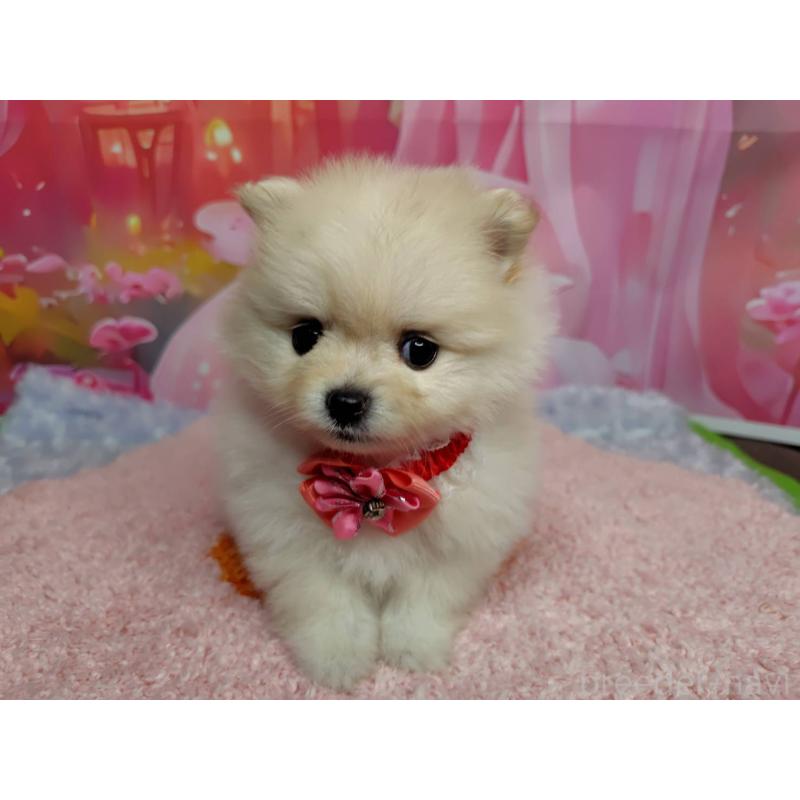 販売中の神奈川県のポメラニアン-415190の8枚目