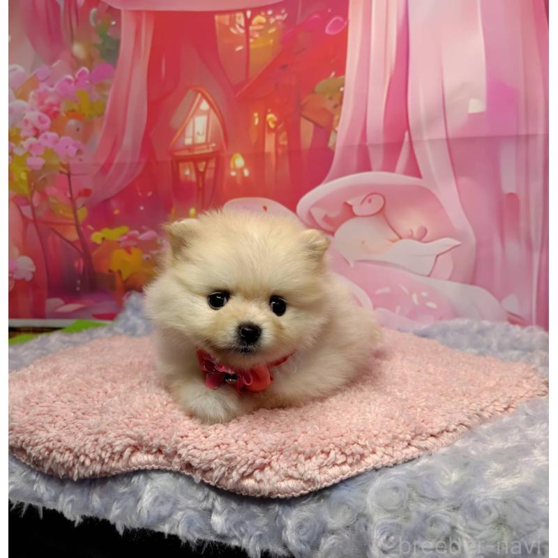 販売中の神奈川県のポメラニアン-415190
