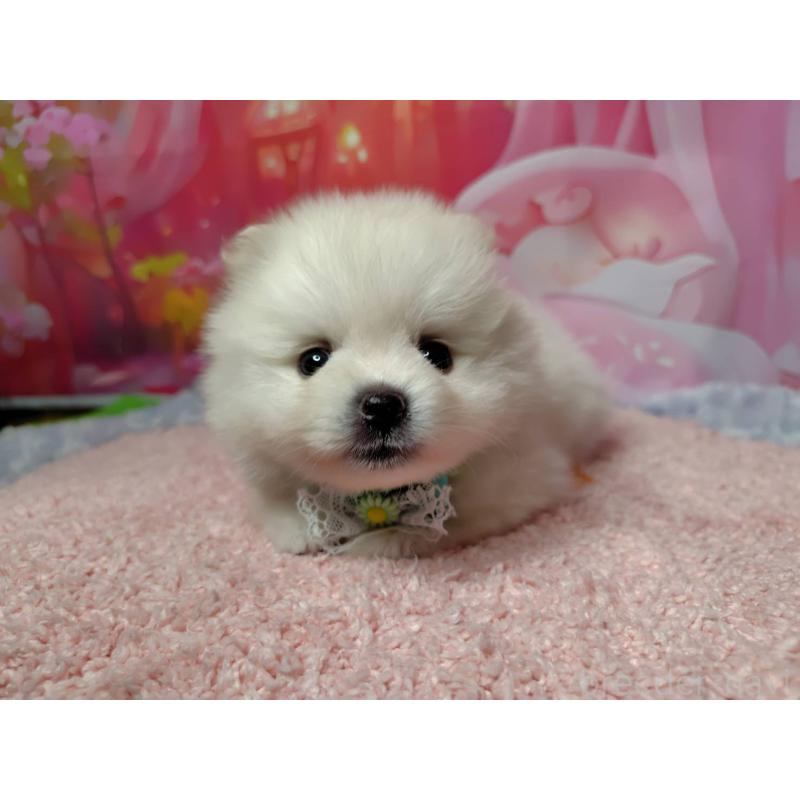 成約済の神奈川県のポメラニアン-415200の5枚目