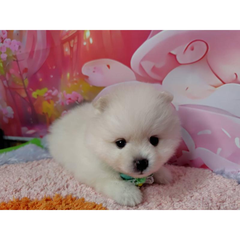 成約済の神奈川県のポメラニアン-415200の4枚目