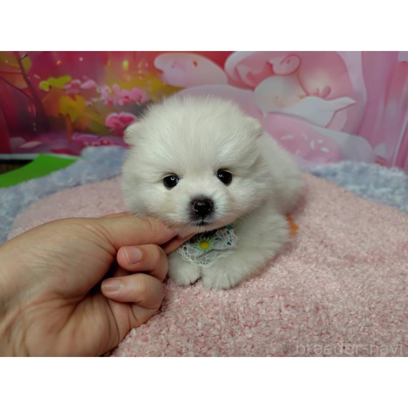 成約済の神奈川県のポメラニアン-415200の3枚目