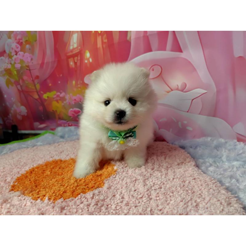 成約済の神奈川県のポメラニアン-415200の2枚目